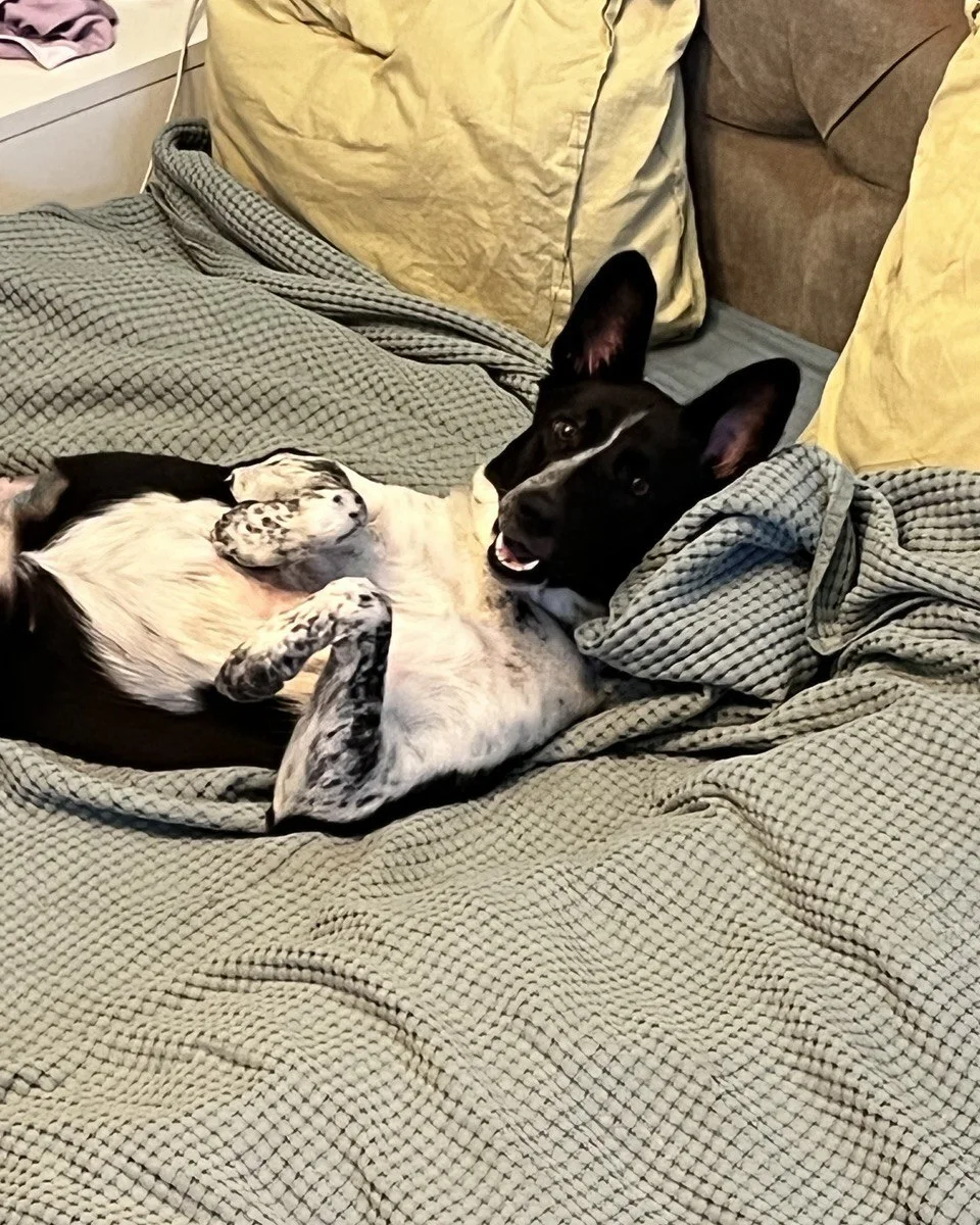 Zeytin — Anadolu melezi, muhtemelen çoban köpeği karışımı sahiplendirme ilanı fotoğrafı 1