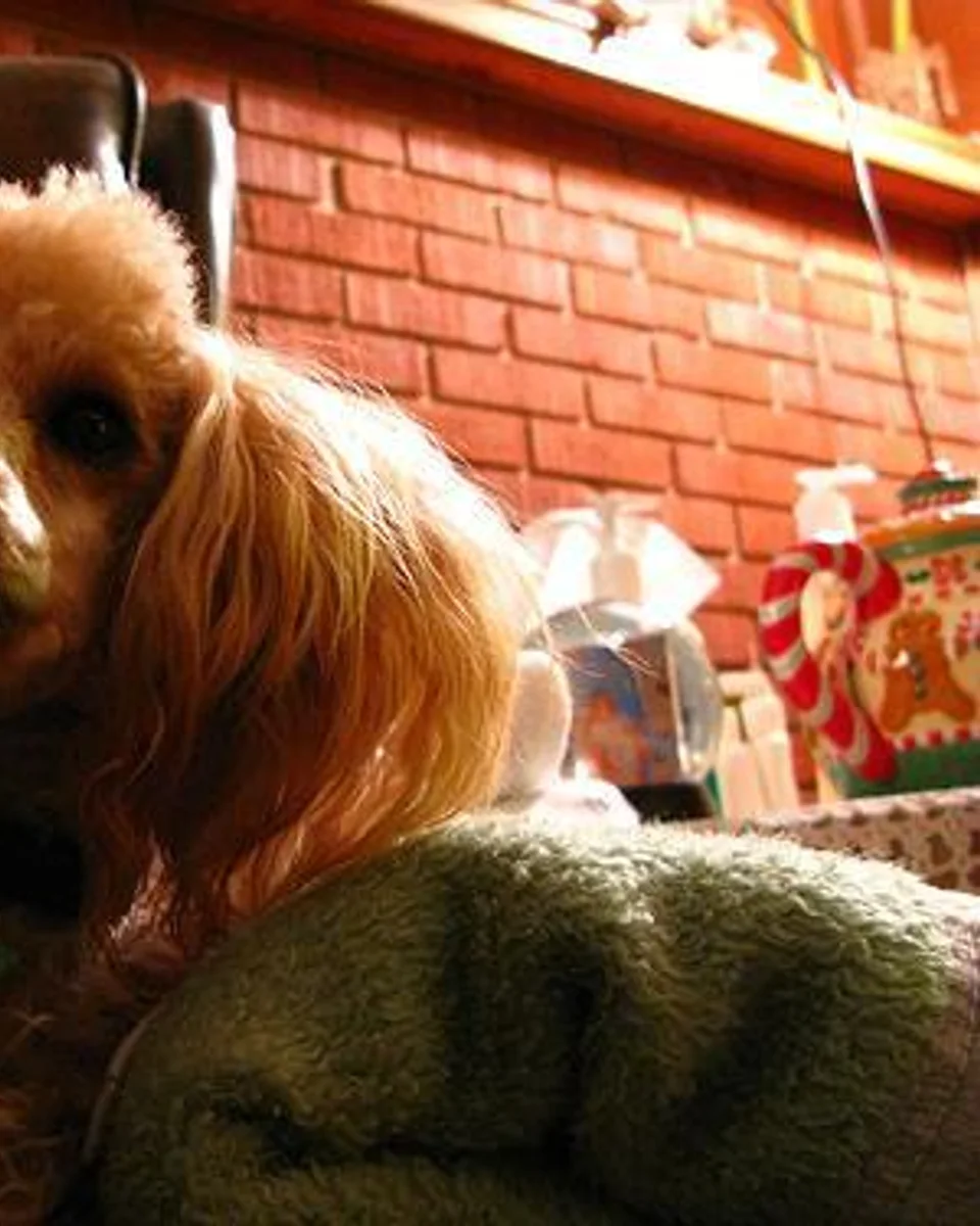 Pamuk — toy-poodle sahiplendirme ilanı fotoğrafı 1
