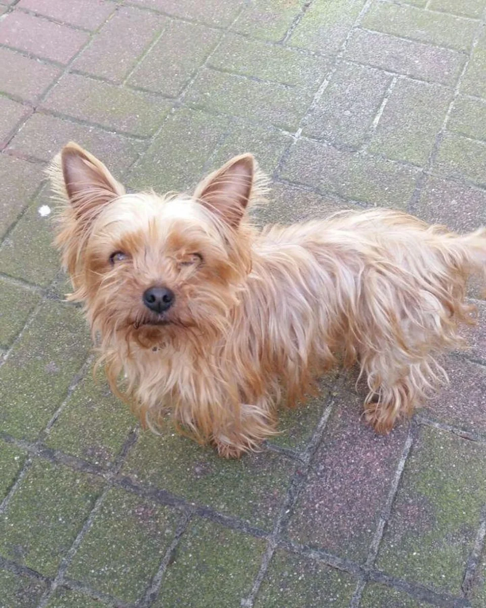 Duman — Sokak köpeği, çoban köpeği hatları belirgin sahiplendirme ilanı fotoğrafı 1