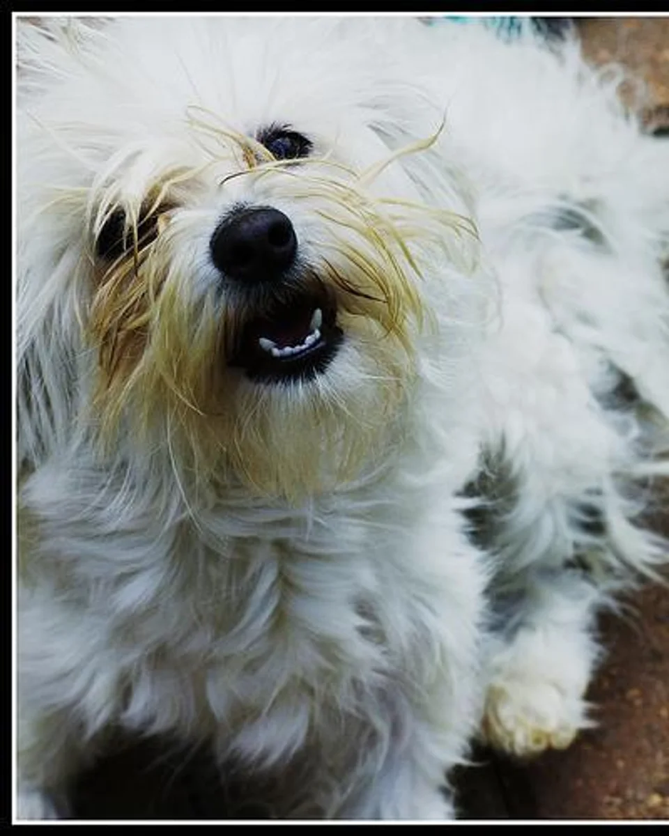 Fındık — maltese-terrier sahiplendirme ilanı fotoğrafı 1