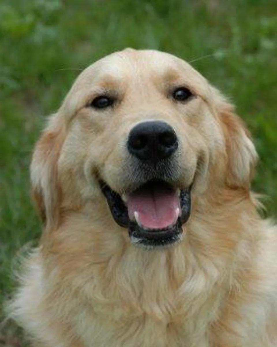Leyla — golden-retriever sahiplendirme ilanı fotoğrafı 1