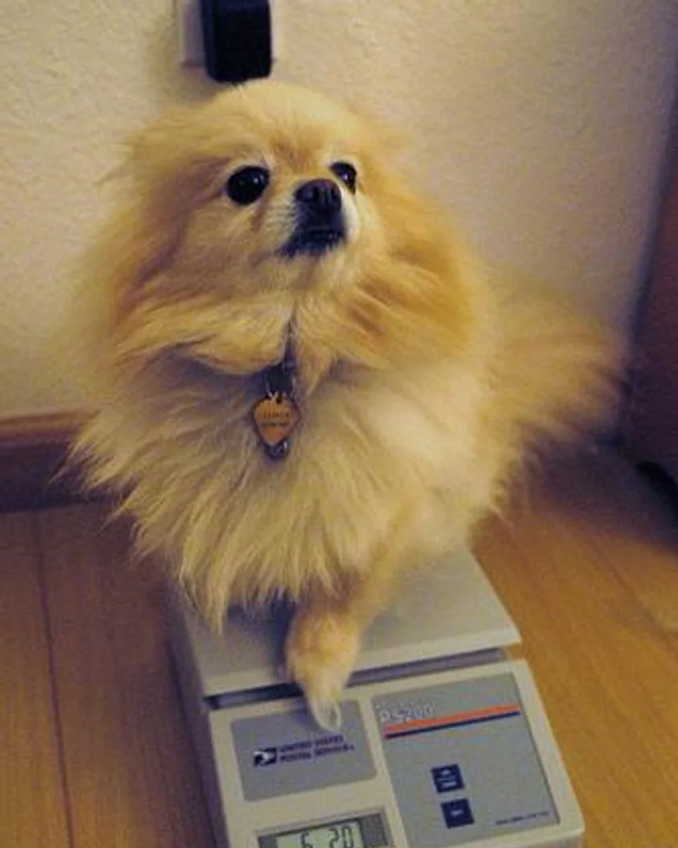 Boncuk — pomeranian sahiplendirme ilanı fotoğrafı 1