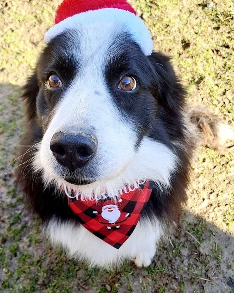 Şila — border-collie sahiplendirme ilanı fotoğrafı 1