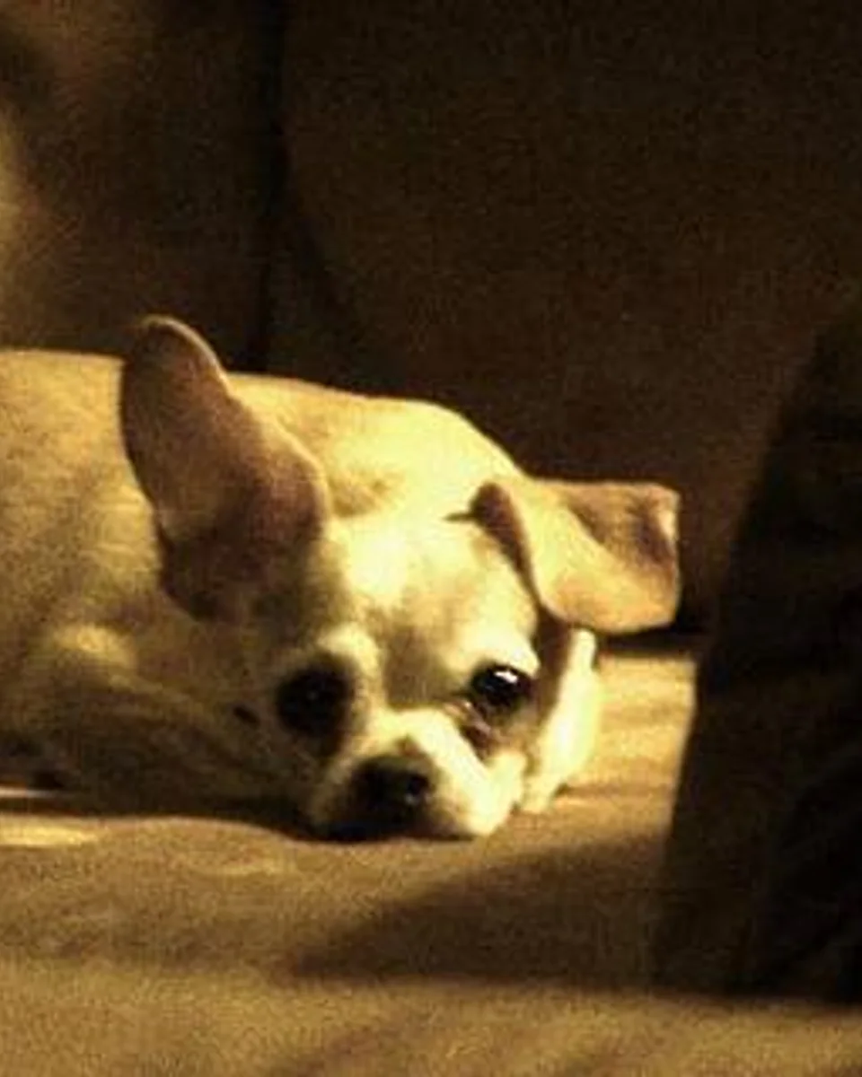Mısır — chihuahua sahiplendirme ilanı fotoğrafı 1
