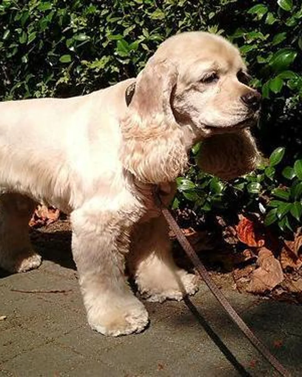Badem — cocker-spaniel sahiplendirme ilanı fotoğrafı 1