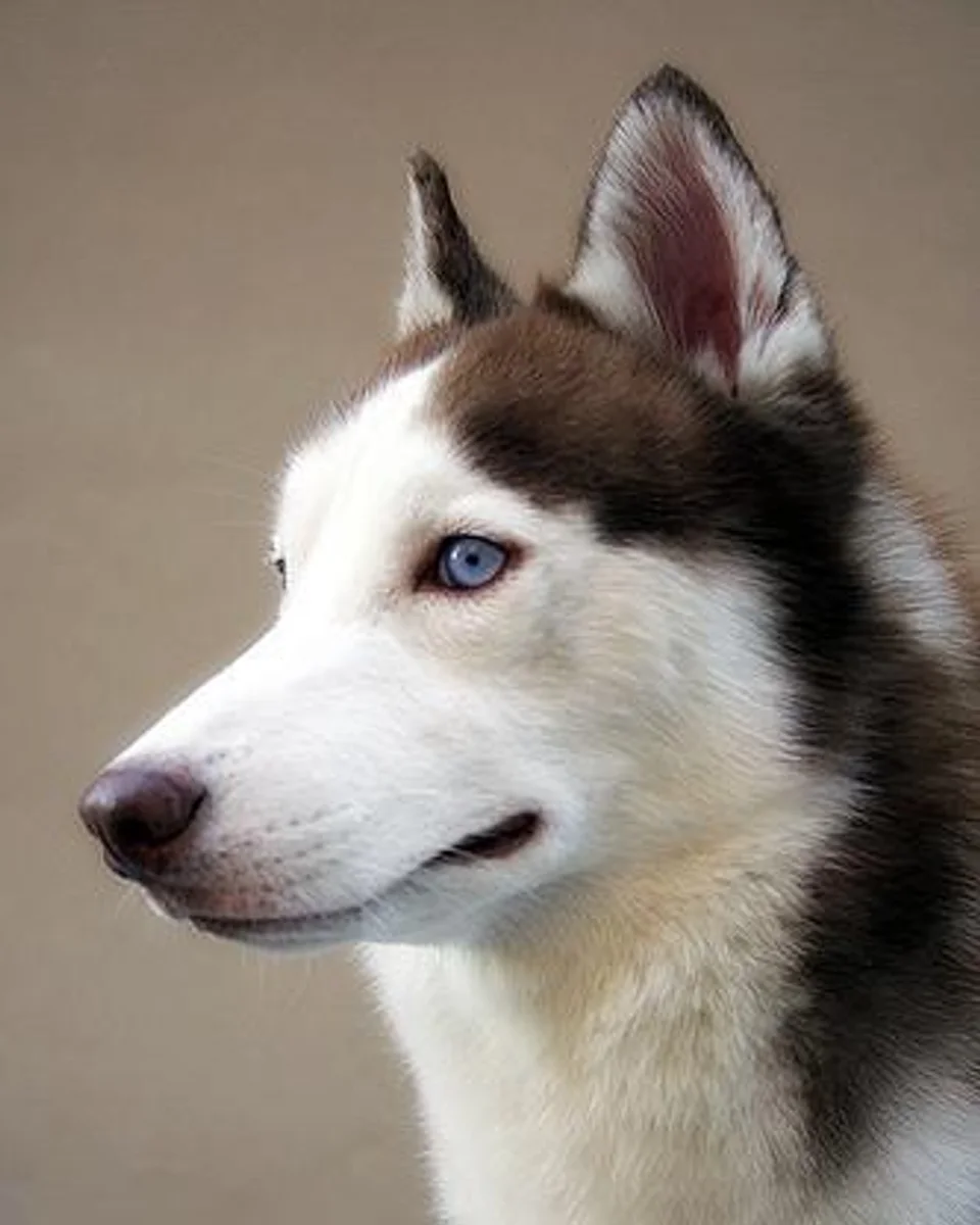 Ayaz — siberian-husky sahiplendirme ilanı fotoğrafı 1