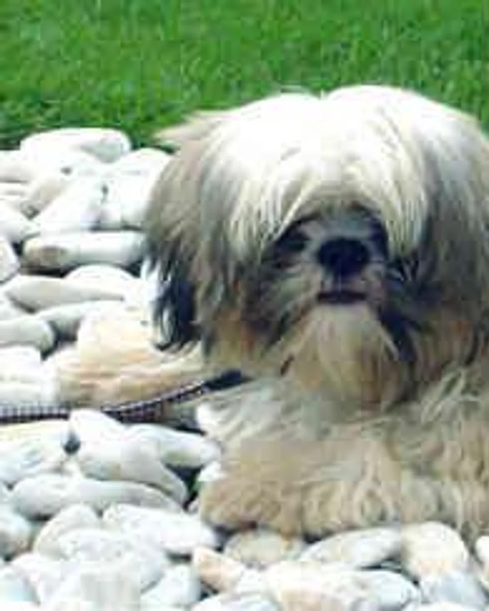 Reyhan — shih-tzu sahiplendirme ilanı fotoğrafı 1