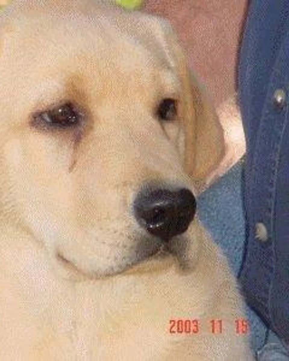 Poyraz — labrador-retriever sahiplendirme ilanı fotoğrafı 1