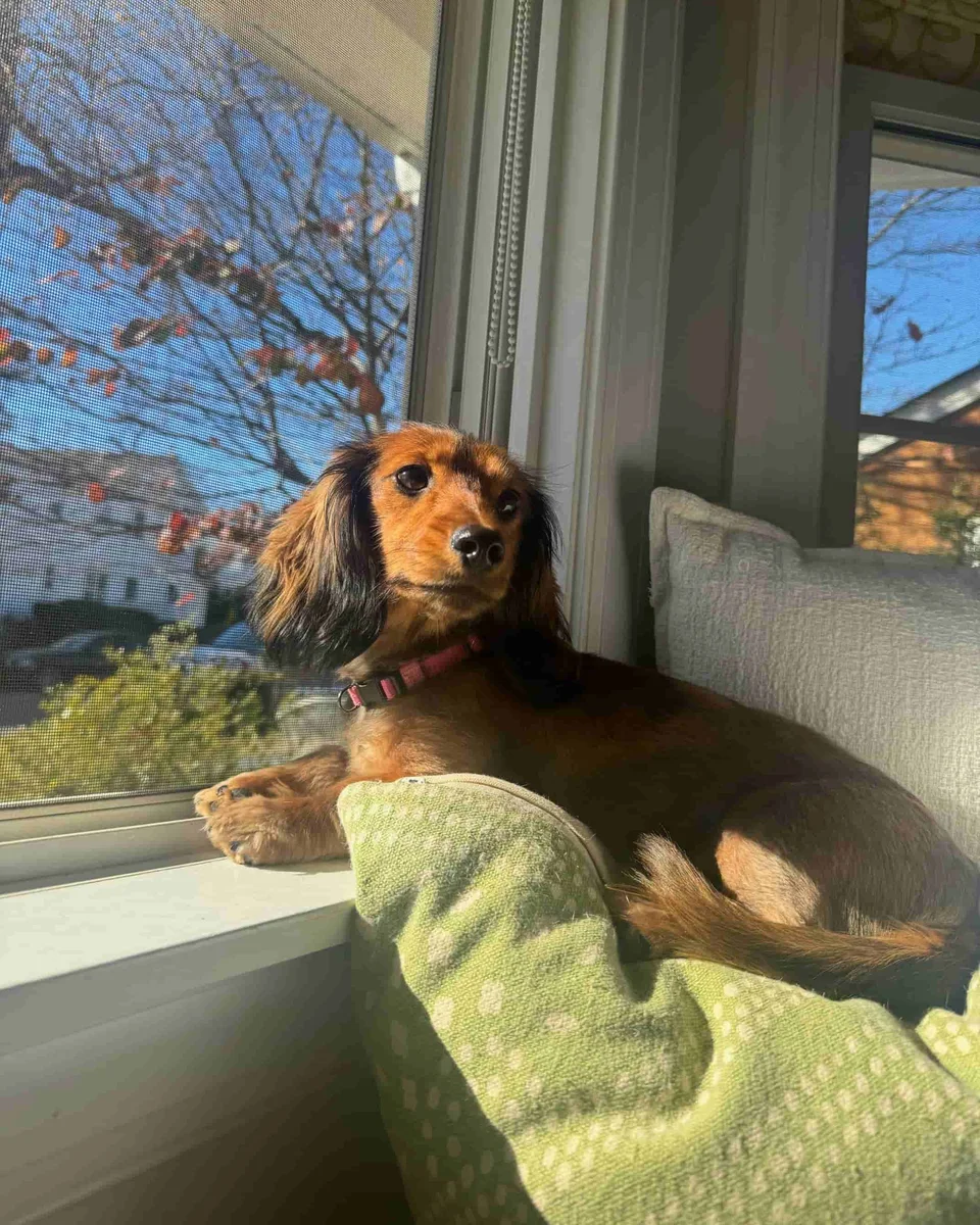 Kestane — dachshund sahiplendirme ilanı fotoğrafı 1