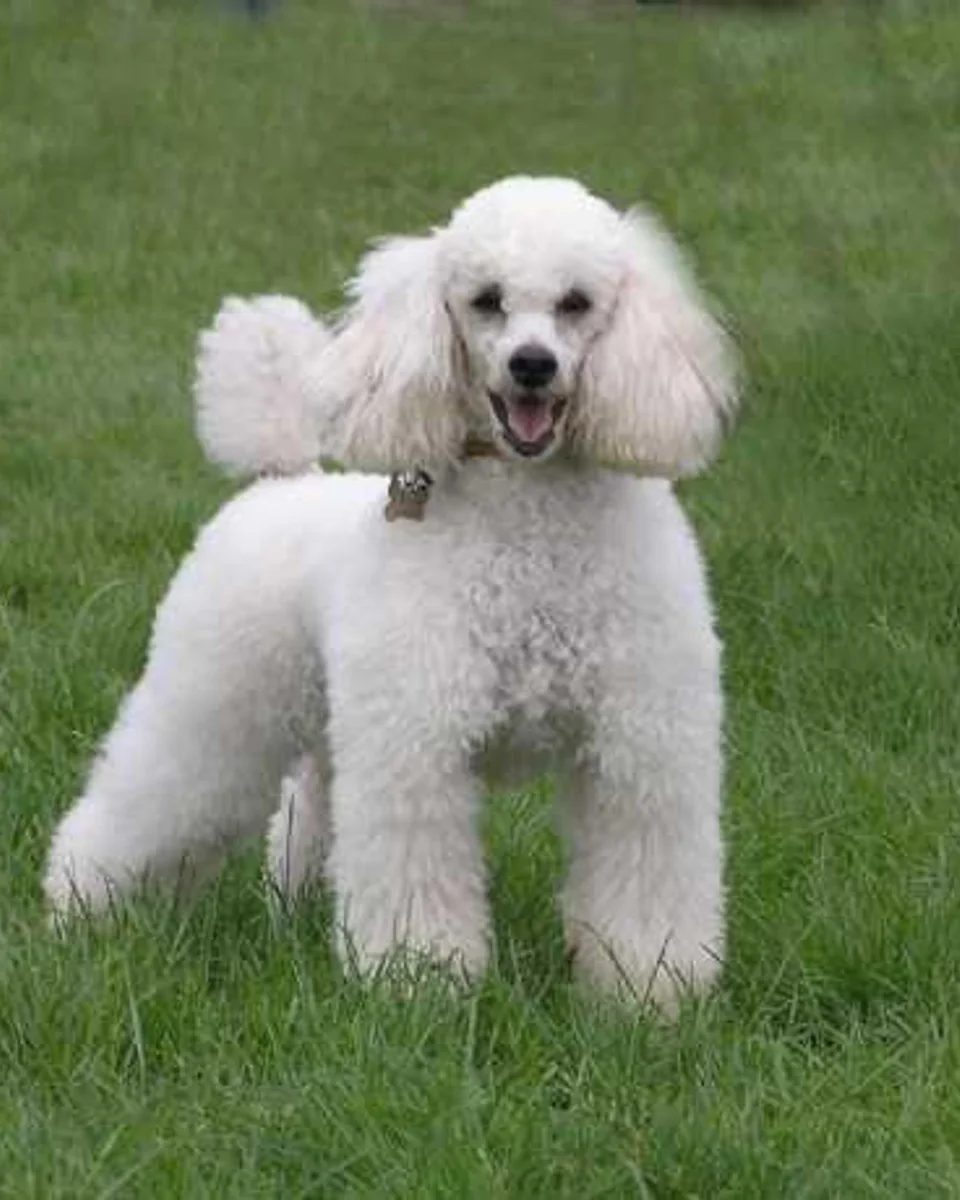 Sütlaç — minyatur-poodle sahiplendirme ilanı fotoğrafı 1
