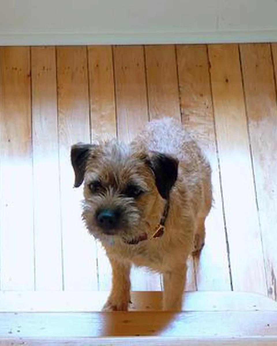 Çakıl — Terrier melezi sahiplendirme ilanı fotoğrafı 1