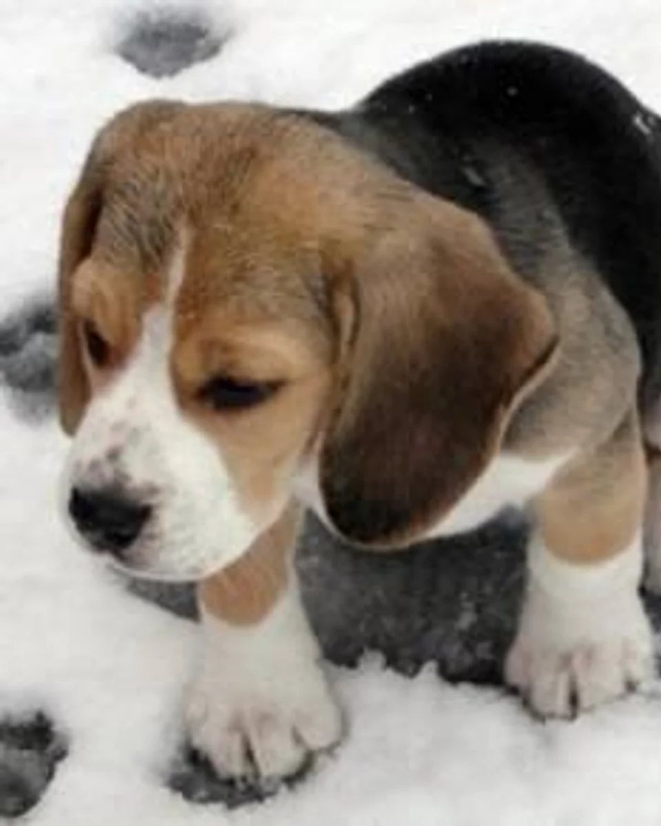Yonca — beagle sahiplendirme ilanı fotoğrafı 1